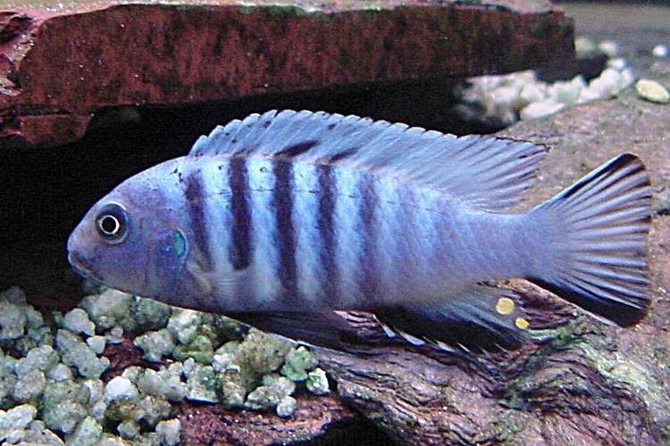 Cynotilapia zebroides 'Metangula'